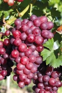 51f7a70c3911b7dc0d9f83161fbf4ff2