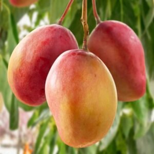 97eb372646f2bc9329244d1faa5da3b6